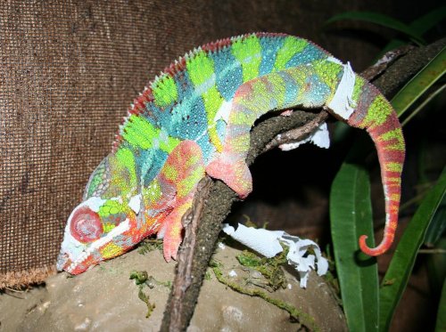 sleepy lizard.jpg