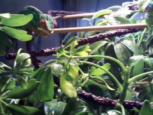 Umbrella plant 1.jpg