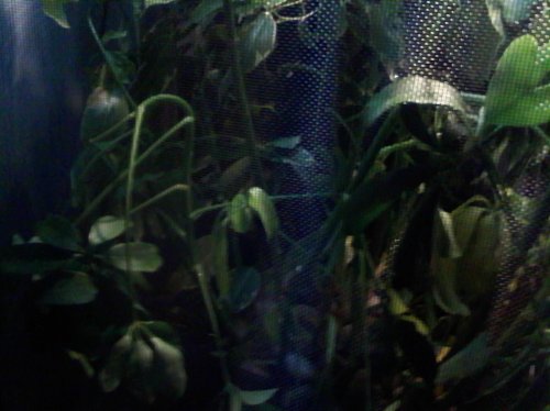 Umbrella plant 2.jpg