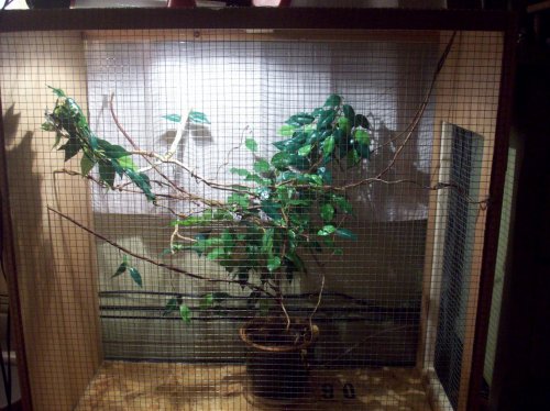 Nov 09 frog + cham cage 099.jpg Nov 09 frog + cham cage 099.jpg