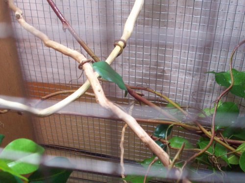 Nov 09 frog + cham cage 108.jpg Nov 09 frog + cham cage 108.jpg