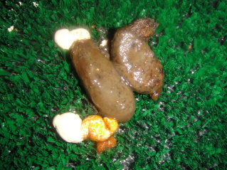 DSC00264.JPG