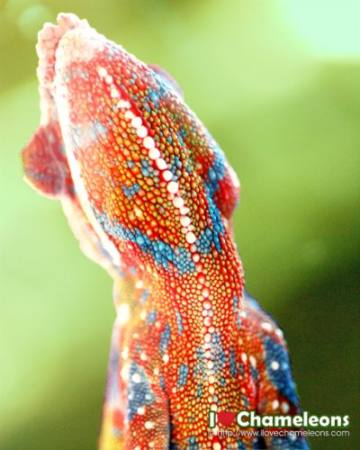 DSC_0098.jpg