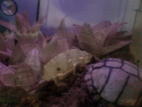sideviewofchameleon.jpg