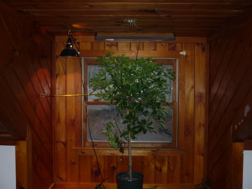 tree1.jpg