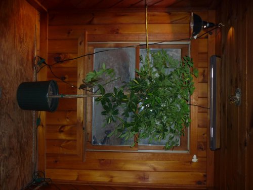 tree2.jpg