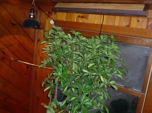 tree3.jpg