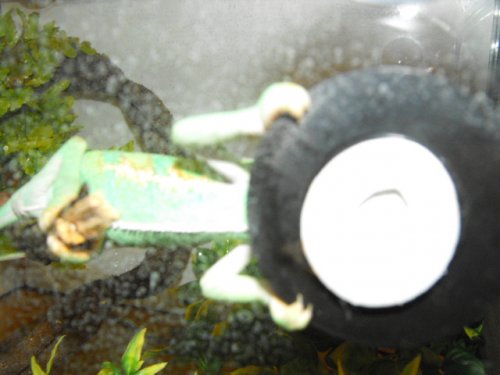 yogg sleeping ...steering his hydrometer 002.jpg