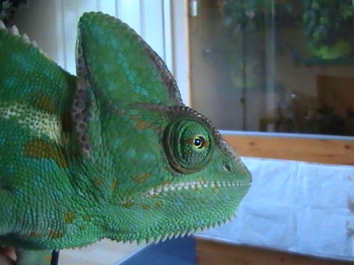 Gizzy 26,11,09 (1).JPG