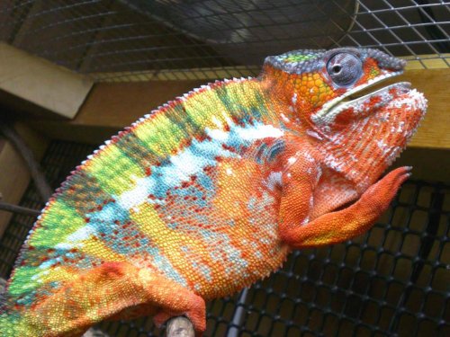 Chameleon pics 13113.jpg
