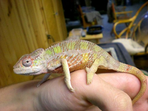 Chameleon pics 13092.jpg