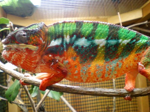 Chameleon pics 13096.jpg