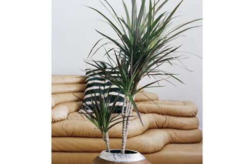 dracaena-lg--gt_full_width_landscape.jpg