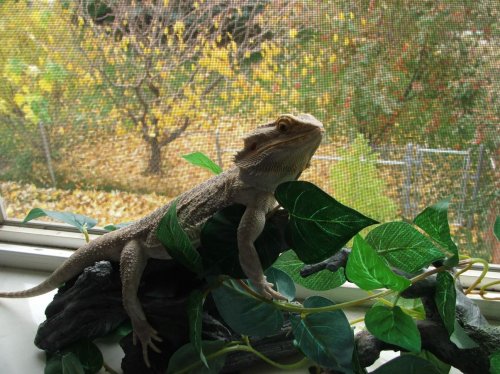 pete in the fall.jpg