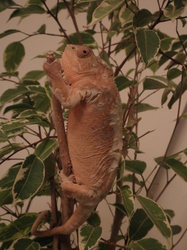 jasmin4.jpg