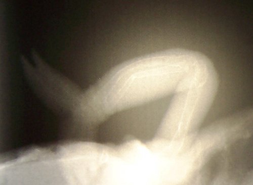 Calcium Deficient Cham.jpg