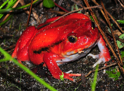 OC-Tomato-Frog1.jpg