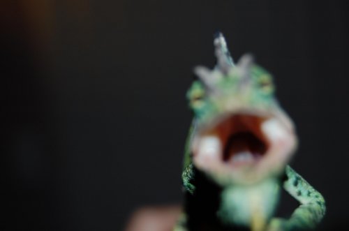 DSC_0005.jpg