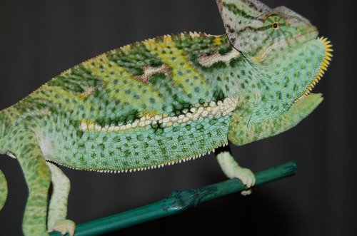 DSC_1506.jpg