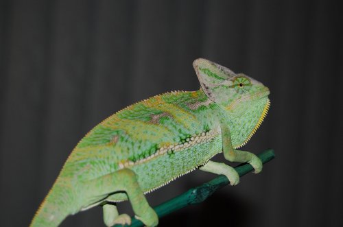 DSC_1499.jpg