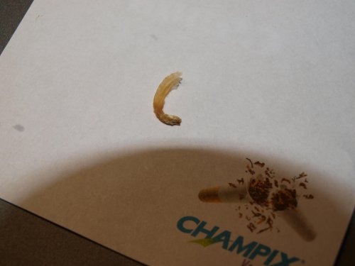 CuttedSpermPlug.jpg