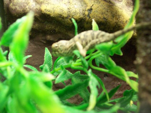 Lizzie Camera Pics 087.jpg