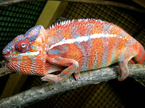 Chameleon pics 13168.jpg