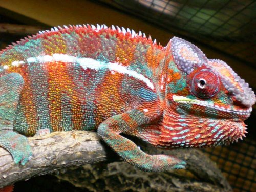 Chameleon pics 13167.jpg