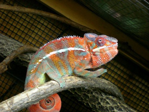 Chameleon pics 13164.jpg