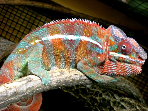 Chameleon pics 13166.jpg