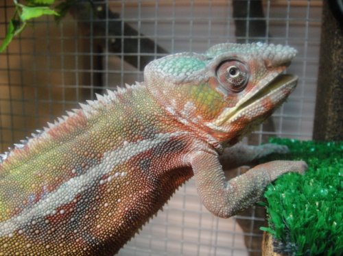 Rocko not feeling well.JPG