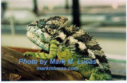 Furcifer%20verrucosus.jpg
