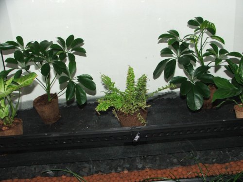 replanting furniture.jpg replanting furniture.jpg