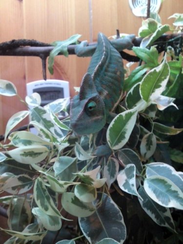 Look i`m falling.JPG