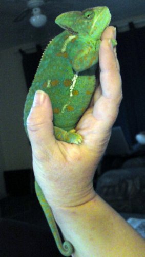 Gizzy Snooze (2).JPG