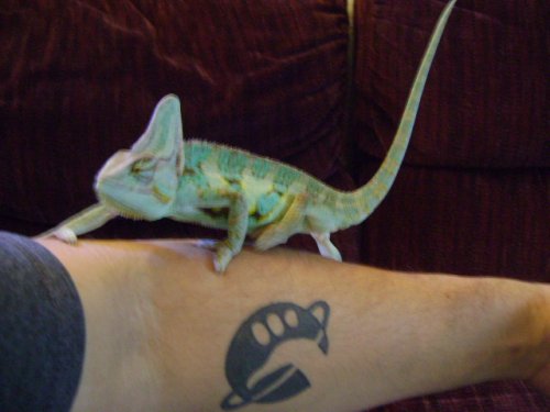arm.jpg