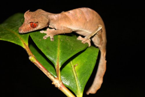 Uroplatus1.jpg