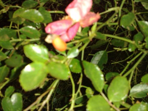 19122009265.jpg