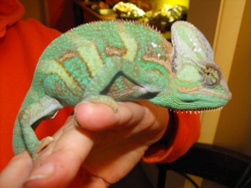 yogg on moms hand 002.jpg