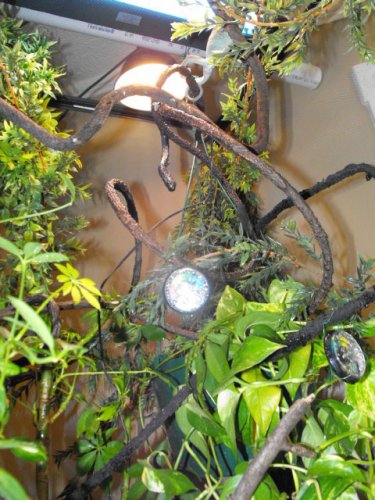 yogg on moms hand 011.jpg