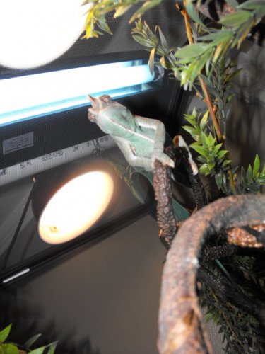 yogg on moms hand 010.jpg