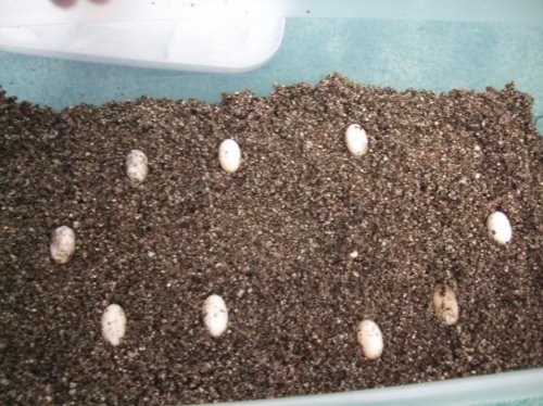 chameleon eggs 008.jpg