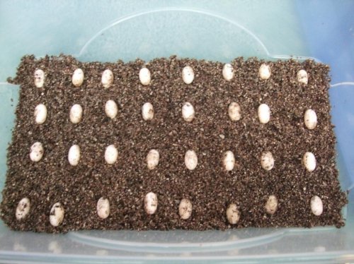 chameleon eggs 009.jpg
