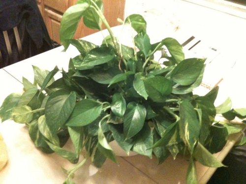 plant.jpg