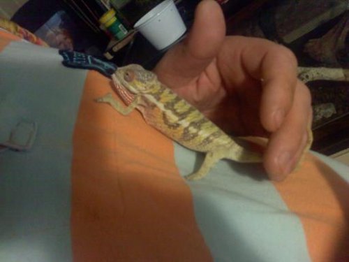 new chameleon.jpg