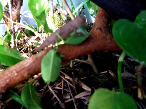 chameleon eggs 010.jpg