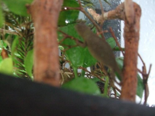 chameleon eggs 011.jpg