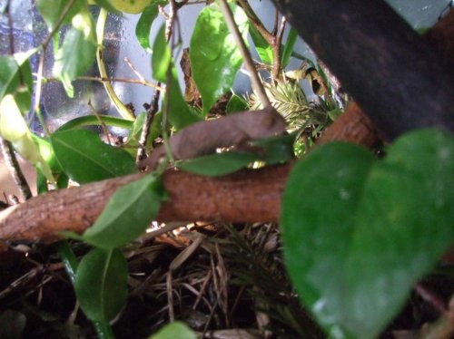 chameleon eggs 012.jpg