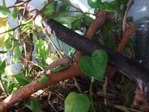 chameleon eggs 013.jpg