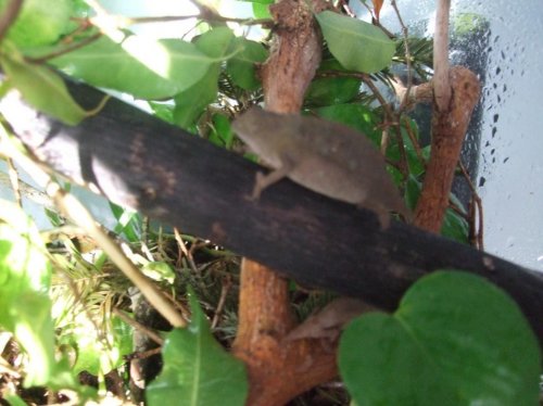 chameleon eggs 014.jpg